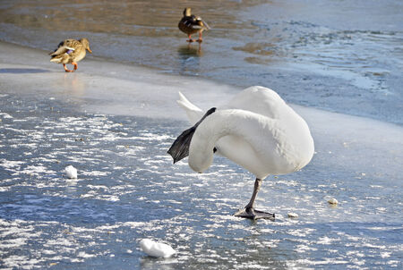 Zimove birds. Swan standing on one leg on the ice.の写真素材