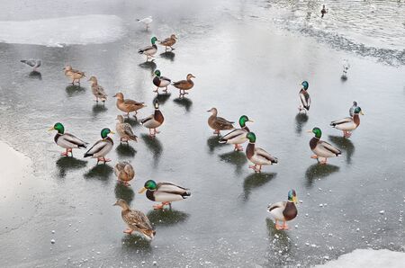 Wild ducks walking on iceの写真素材