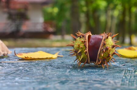 Autumn. In the forest, chestnuts fall. The two halves of the spiny chestnut burst on the table.の写真素材