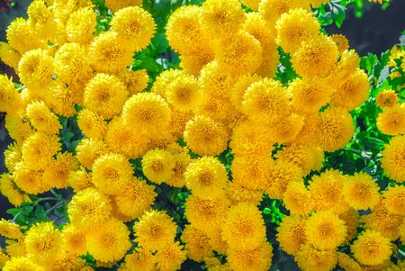 Background, texture of blooming yellow chrysanthemums. Vegetation, bushの写真素材