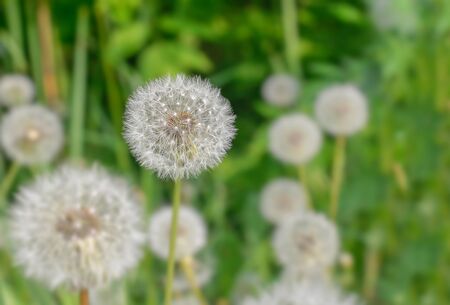 Spring wild flowers - dandelionsの写真素材