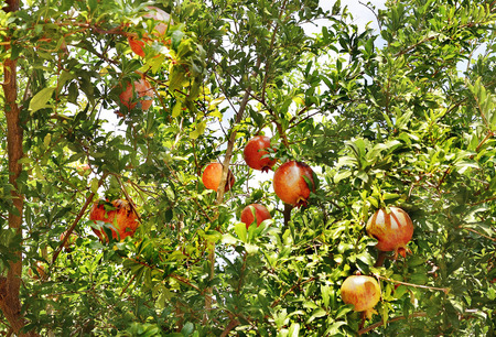 Red pomegranates grow on trees in Turkeyの写真素材