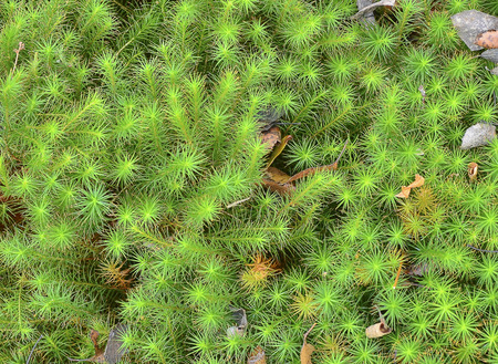 Sphagnum moss - marsh plant. Texture, backgroundの写真素材