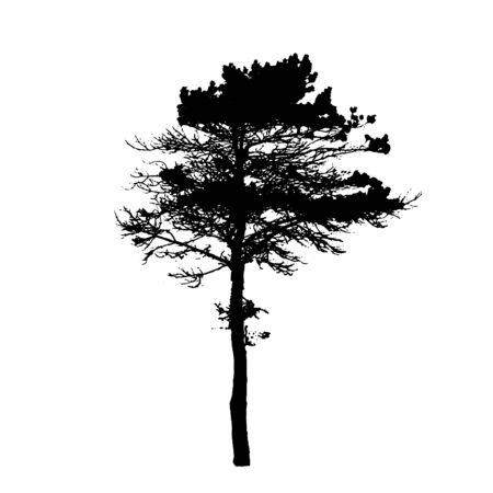 Tree Silhouette Isolated on White Backgorund. Vecrtor Illustrationのイラスト素材