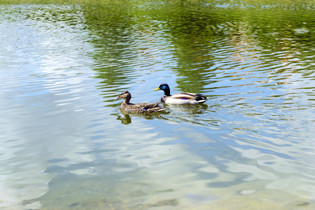 Two Duck on water. Photo.の写真素材