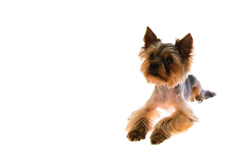 Portrait Puppy Yorkshire Terrierの写真素材