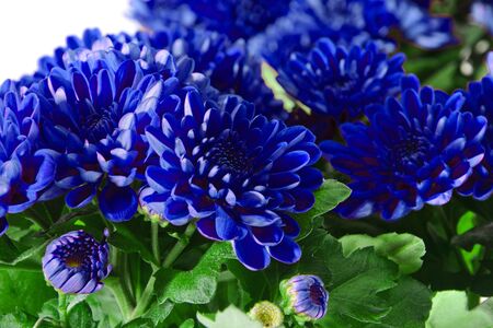 Bouquet of Chrysanthemums Isolatedの写真素材