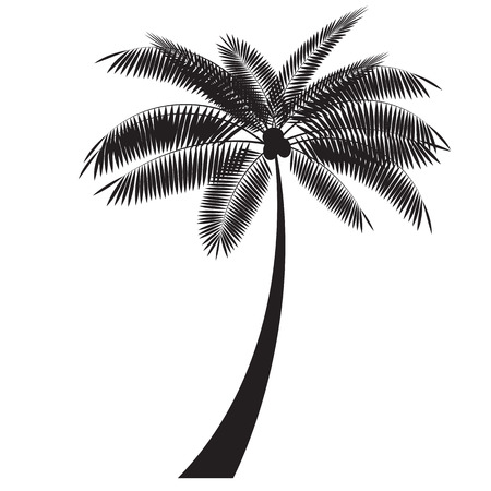 Palm Leaf Vector Illustrationのイラスト素材