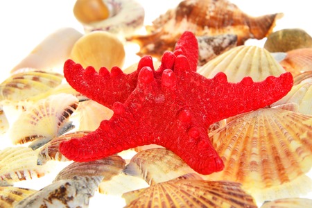 Set of seashells. Isolated on White Backgroundの写真素材