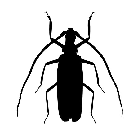 Black Large Beetle Silhouetteのイラスト素材
