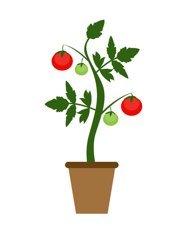 Garden Pattern Vector Illustration. Growing Bush of Tomatoesのイラスト素材
