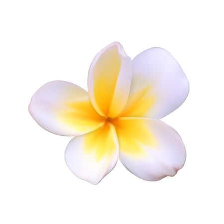 A beautiful white flower called Pachipodium Lamer, Madagascar palm, Pachypodium lamerei Isolated on White. Vector Illustrationのイラスト素材