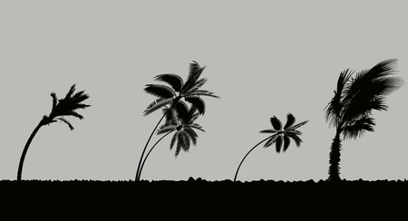 Palm trees during storm and hurricane. Leaves fly across the sky from a storm. Vector Illustrationのイラスト素材