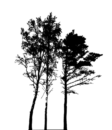 Tree Silhouette Isolated on White Backgorund. Vecrtor Illustration. EPS10のイラスト素材