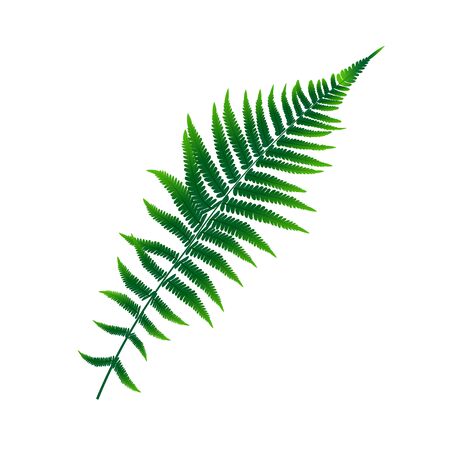 Fern Leaf Vector Background Illustration EPS10のイラスト素材