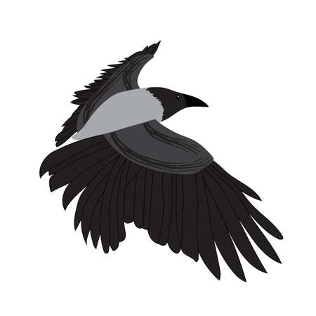 Raven image isolated on white background. Vector Illustration. EPS10