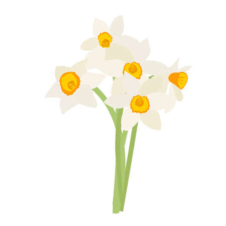 Bouquet of spring flowers daffodils isolated on white backgroundのイラスト素材