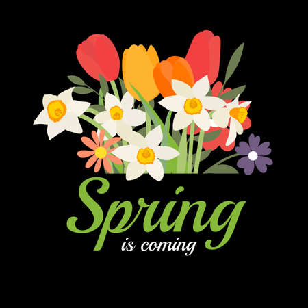 Spring is coming background with Bouquet of spring flowers tulips and daffodils. Vector Illustrationのイラスト素材