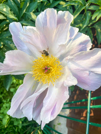 Pink peony flower with yellow center. Summer natural photo.の写真素材