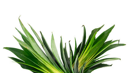 Yellow Ripe ripe pineapple on white background.の写真素材