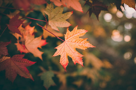 Autumn Falling Leaves Background. Illustration Generative AIの素材