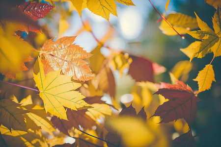 Autumn Falling Leaves Background. Illustration Generative AIの素材