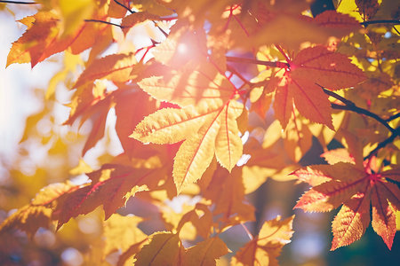 Autumn Falling Leaves Background. Illustration Generative AIの素材