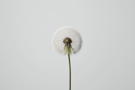 Minimalist photo of dandelion view to the top floral art. Illustration Generative AIの素材