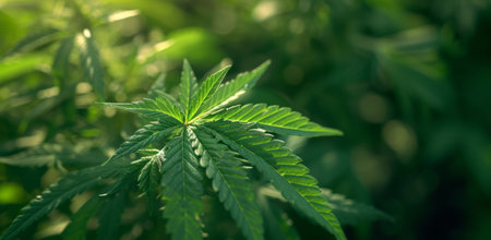 some marijuana leaves are in the light.の素材