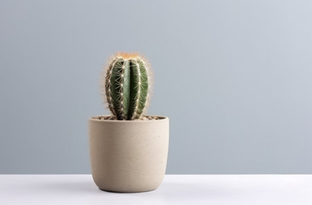 a cactus plant in a gray pot.の素材