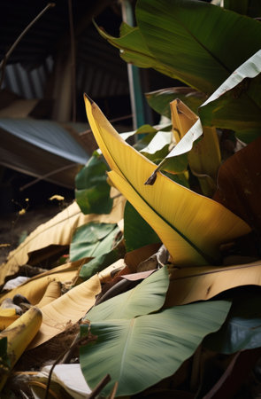 a close up of some banana leaves and white leaves.の素材