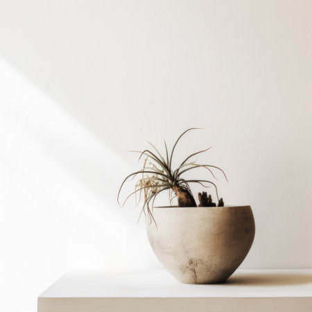 a plant sits on top of a concrete table against a white wallの素材