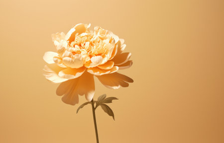 a single blossom the shadow peonies canvas print.の素材