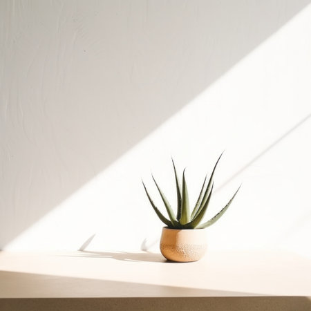 aloe plant on a table against white wall.の素材