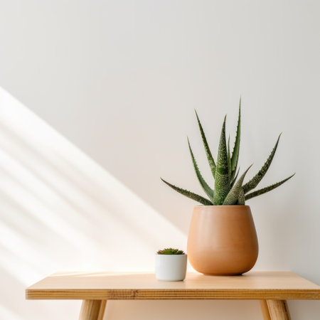 aloe plant on a table against white wall.の素材