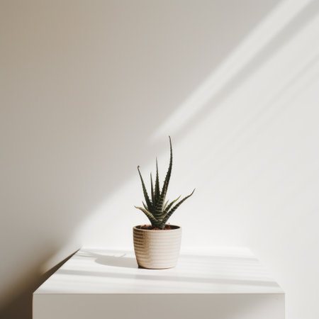 aloe plant on a table against white wall.の素材