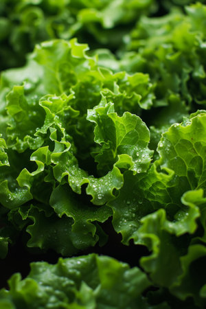 Lush, green lettuce leaves forming a crisp and healthy salad.の素材