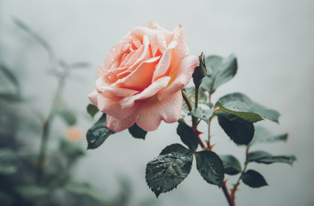 a pink rose sits on a white background.の素材