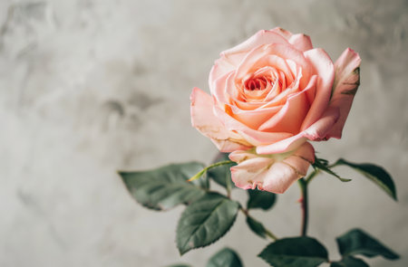 a pink rose sitting on top of a white background.の素材
