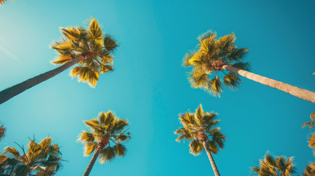 A minimalist composition of tall palm trees against a bright blue sky, creating a striking and tropical backdrop with a clean area for text placement.の素材