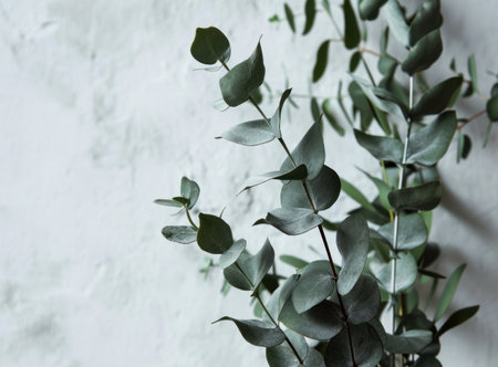 a single eucalyptus plant stacked against a white wall.の素材