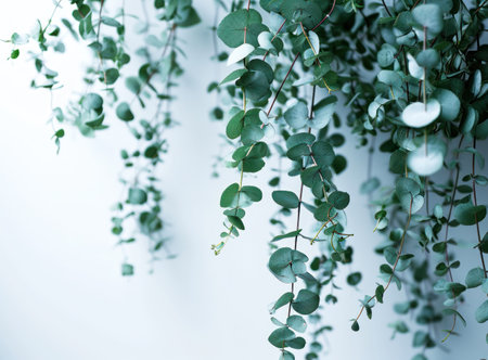 natural eucalyptus plant hanging from the white wall.の素材