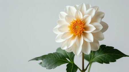 A single white and yellow flower stands out against a plain white wall, adding a touch of color and beauty to the minimalistic background.の素材