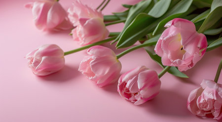 pink tulips next to a pink background.の素材