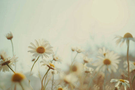 A cluster of daisies scattered across the lush green grass under the clear blue sky. The white petals contrast beautifully with the vibrant greenery, creating a simple yet striking scene.の素材