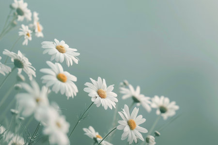A cluster of white and yellow daisies displayed in a clear glass vase with water, showing a simple and classic floral arrangement.の素材