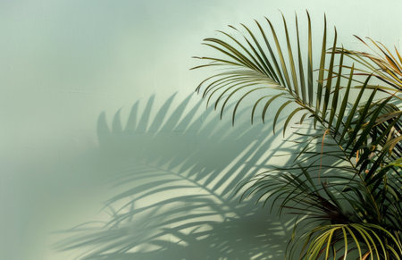 A palm trees shadow extends onto a wall, creating a distinct silhouette against the surface.の素材