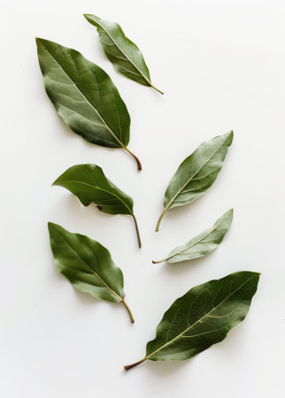 A white table completely covered with an array of lush green leaves, creating a vibrant botanical display.の素材