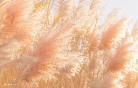 a close up of barefoot grass in front of a sunny day,.の素材