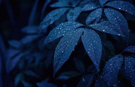 dark blue plant with water drops on it.の素材